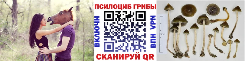Псилоцибиновые грибы прущие грибы Иннополис